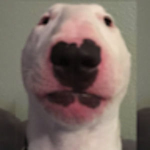 Meet your Posher, Noah